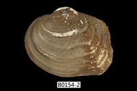 藏品(蚌)的圖片